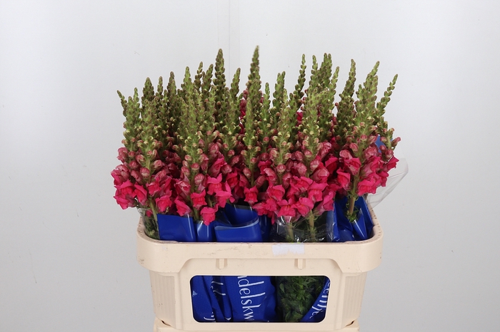 <h4>Antir Antibes Rose</h4>