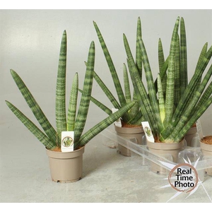 Sansevieria Cylindrica Sky Line 12Ø 45cm