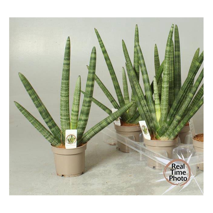 <h4>Sansevieria Cylindrica Sky Line 12Ø 45cm</h4>