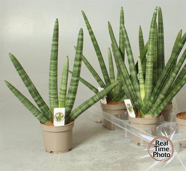 Sansevieria Cylindrica Sky Line 12Ø 45cm