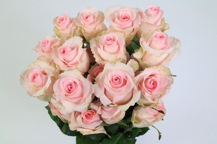 <h4>Rosa Ec Nena</h4>