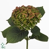 Hydrangea bela classic