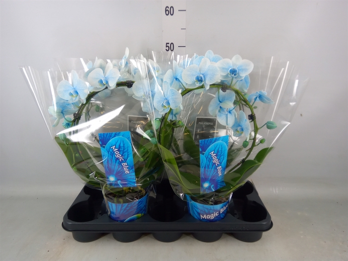 <h4>Phalaenopsis   ...</h4>