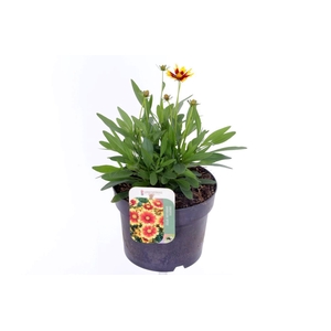 Coreopsis grand. Uptick Gold&Bronze