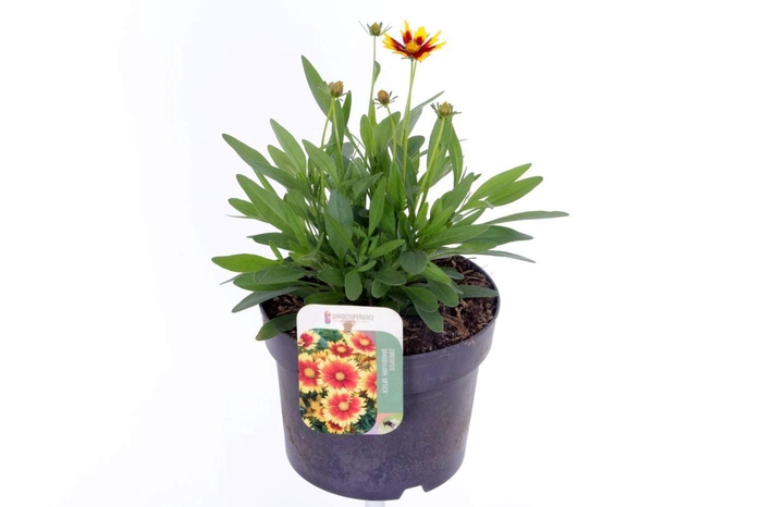 <h4>Coreopsis grand. Uptick Gold&Bronze</h4>
