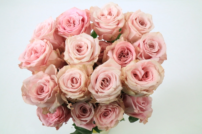 <h4>Rosa Ec Garden Sweet 4 Love+</h4>