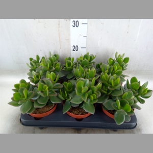 Crassula  'Hulk'