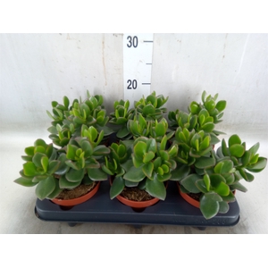 Crassula  'Hulk'