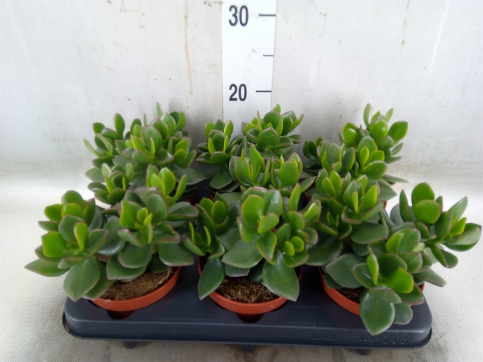 <h4>Crassula  'Hulk'</h4>