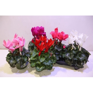 arr8 Cycl Gr Sup Vintro