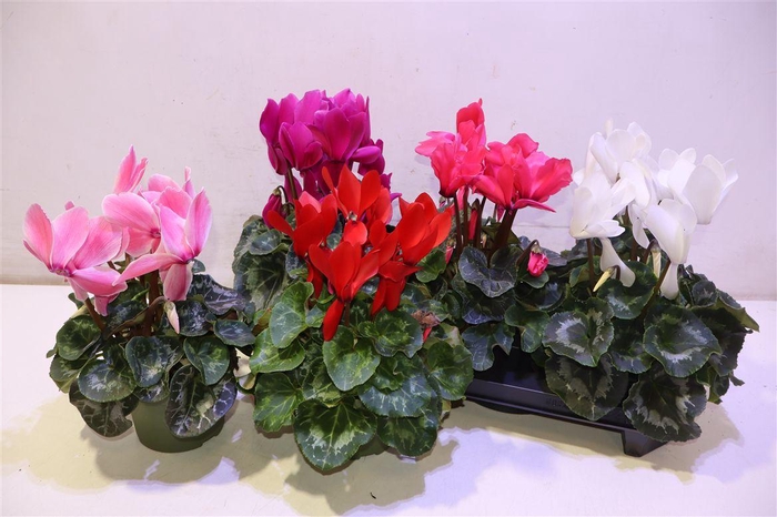 <h4>arr8 Cycl Gr Sup Vintro</h4>