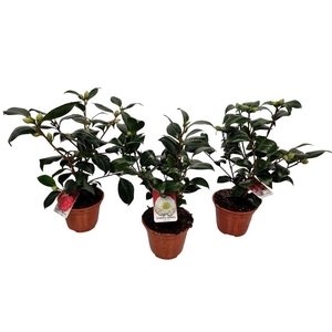 Camellia Japonica Mix