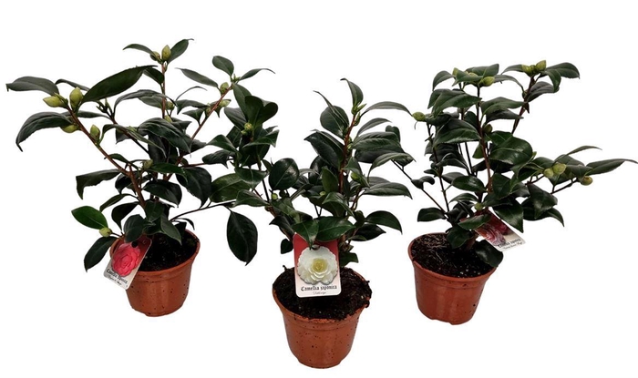 <h4>Camellia Japonica Mix</h4>