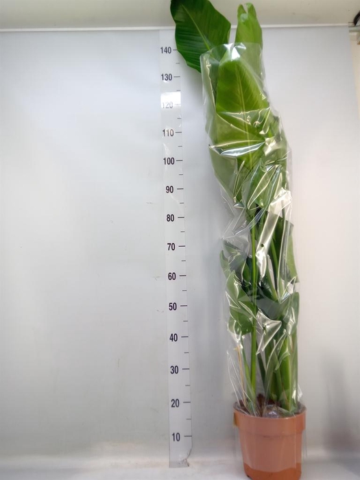 <h4>Strelitzia nicolai</h4>