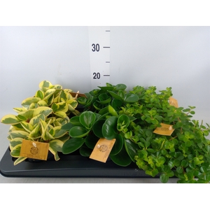 Peperomia   ...mix