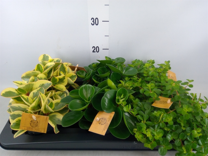 <h4>Peperomia   ...mix</h4>