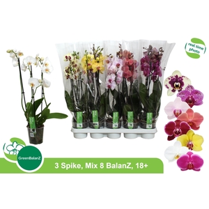 PHAL GEM 8 KL