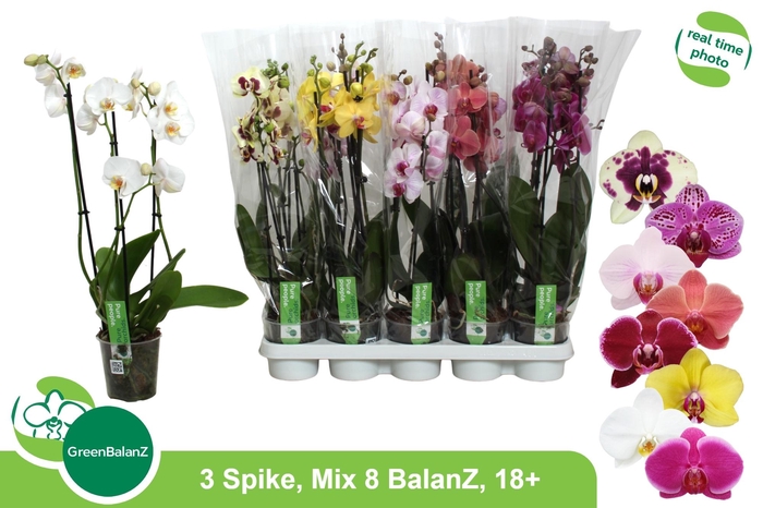 <h4>PHAL GEM 8 KL</h4>