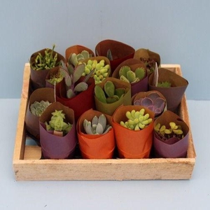 Bio Succulenten in papier 214-INPAP