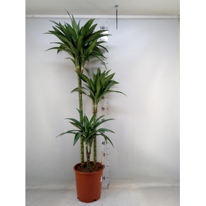 Dracaena fr de 'Ulises'