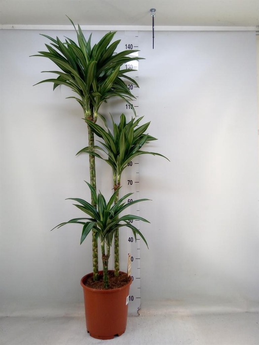 <h4>Dracaena fr de 'Ulises'</h4>