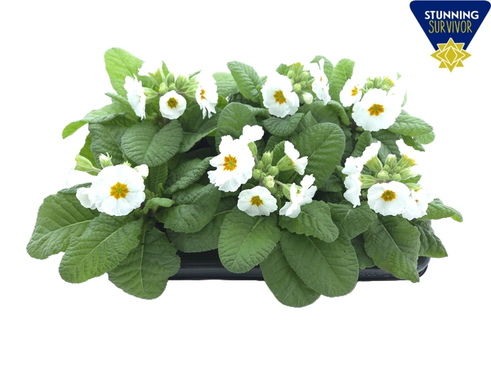 <h4>PRIM EL SIBEL WEISS</h4>