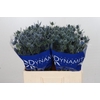 Eryngium Blue Dynamite