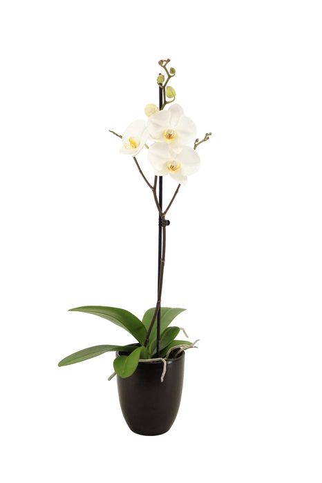 <h4>Hugo Black Phal Wit 1T Vertakt</h4>