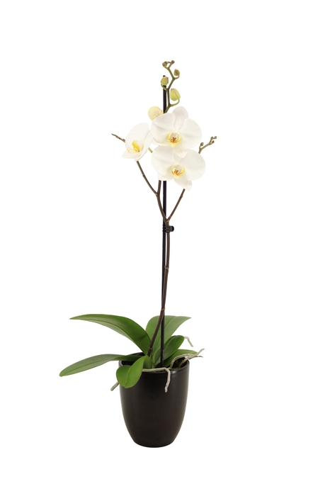 <h4>Hugo Black Phal Wit 1T Vertakt</h4>