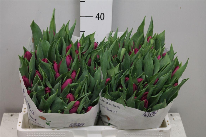 <h4>Tu En Purple Prince</h4>