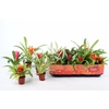 BROMELIA GEM
