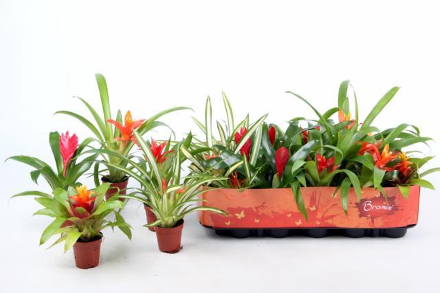 BROMELIA GEM