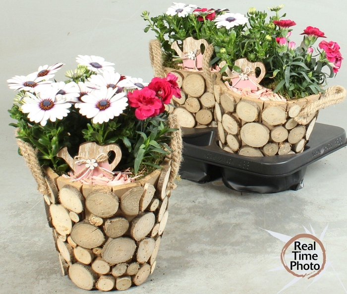 <h4>ARR TUINPLANTEN</h4>