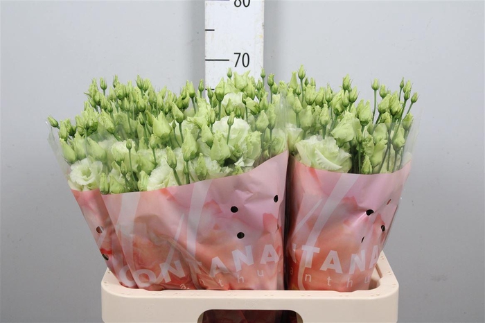 <h4>Eus G Alissa Green</h4>