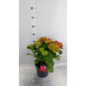 Hydrangea mac. 'Hi Fire'