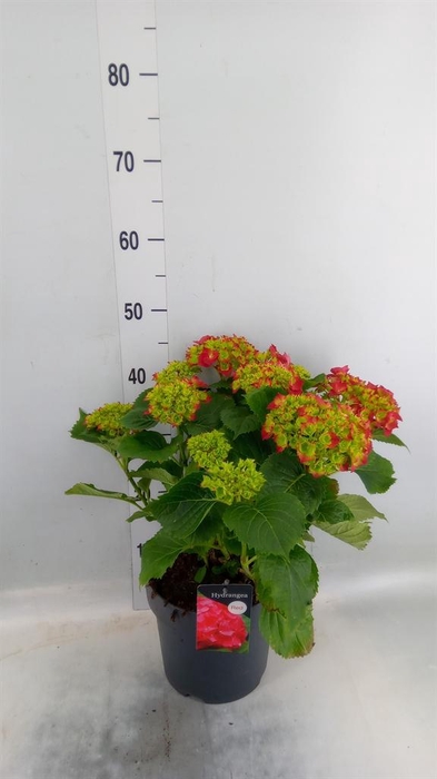 <h4>Hydrangea mac. 'Hi Fire'</h4>
