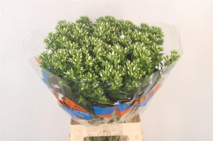 <h4>Phlox Whitecap</h4>