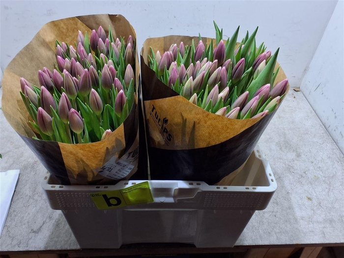 <h4>Tu En Outlook</h4>