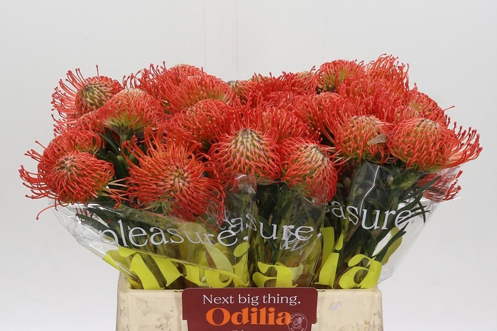 <h4>Nutans Succession</h4>