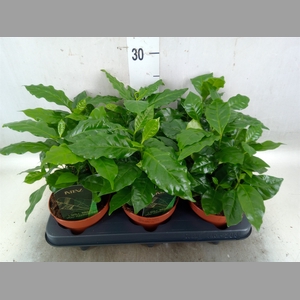 Coffea arabica
