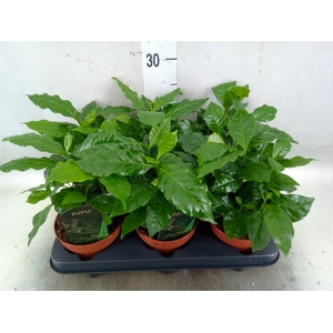 Coffea arabica