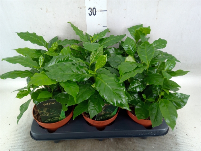 <h4>Coffea arabica</h4>