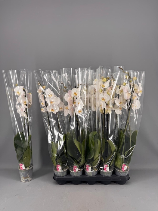 <h4>PHAL OV WIT</h4>