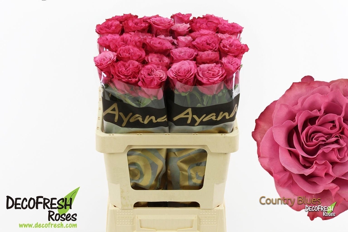 <h4>R Gr Country Blues</h4>