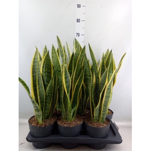 Sansevieria trifa. 'Laurentii'
