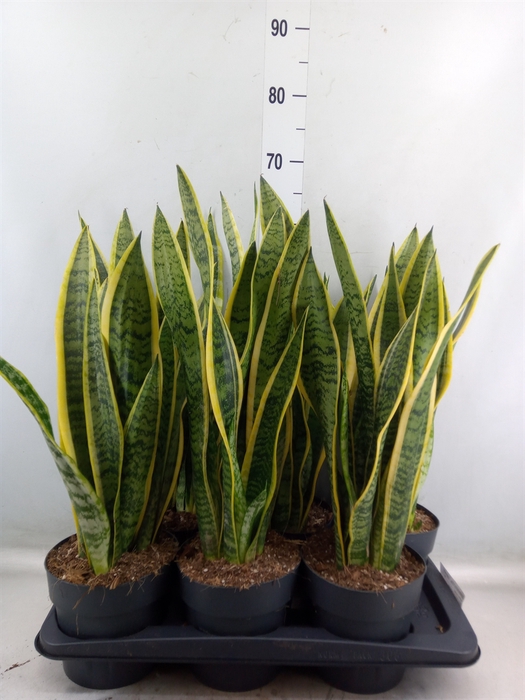 <h4>Sansevieria trifa. 'Laurentii'</h4>
