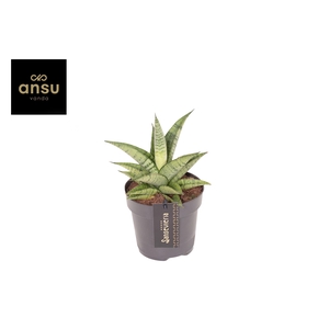 Sansevieria Star Mini Marble No. 2