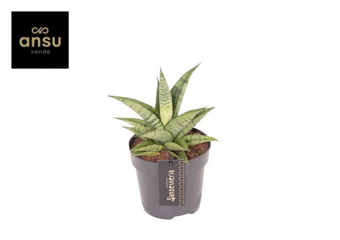 <h4>Sansevieria Star Mini Marble No. 2</h4>