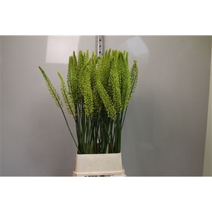 Eremurus Yellow Rebe