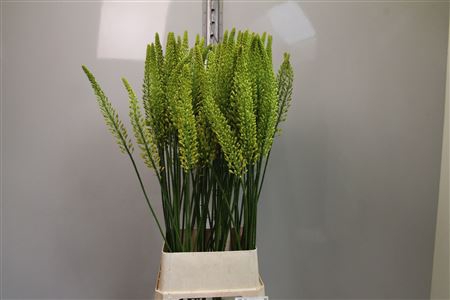 <h4>Eremurus Yellow Rebe</h4>